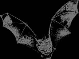 bat1.jpg