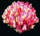 clover2.jpg