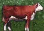 cow1.jpg
