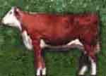 cow1a.jpg