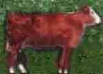 cow2.jpg