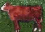 cow2a.jpg