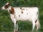 cow3a.jpg
