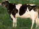 cow5a.jpg