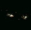eyes1.jpg