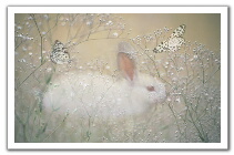 fantasy-bunny1.jpg