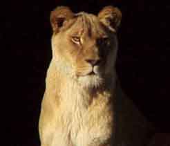 lioness2.jpg