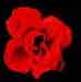 redrose.jpg