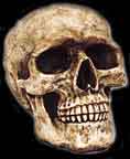 skull2.jpg