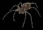 spider2.jpg