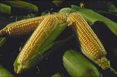veg-corn3a.jpg