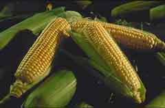 veg-corn3b.jpg