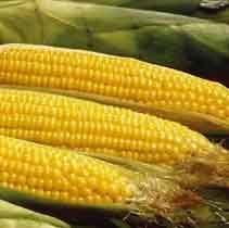 veg-corn4.jpg