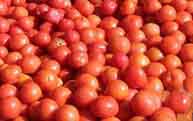 veg-tomatoes1.jpg