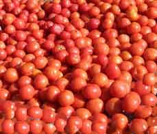 veg-tomatoes2.jpg