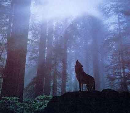 wolf2.jpg